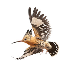 Obraz premium Hoopoe bird vector ilustration 