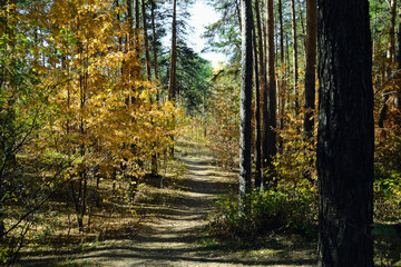Obraz premium Path among pine trunks and other plants in the autumn sunny forest
