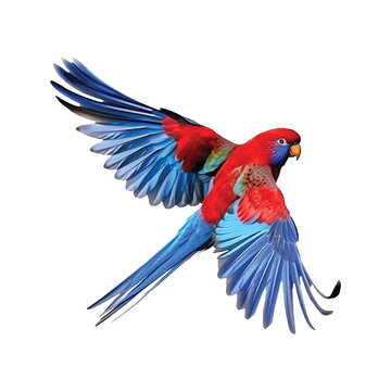  Crimson Rosella watercolor paint