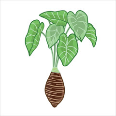 taro vector illustration as a fresh plantation product on a white background, can be used as a banner, poster or template