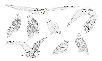 Set of snowy owl Bubo scandiacus in different poses. Male and female Arctic owls sit and fly. Realistic vector birds of the North.