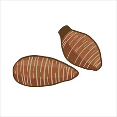 taro vector illustration as a fresh plantation product on a white background, can be used as a banner, poster or template