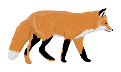 The red fox is coming. Realistic vector carnivorous animal