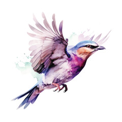 Lilac-breasted Roller bird watercolor paint 