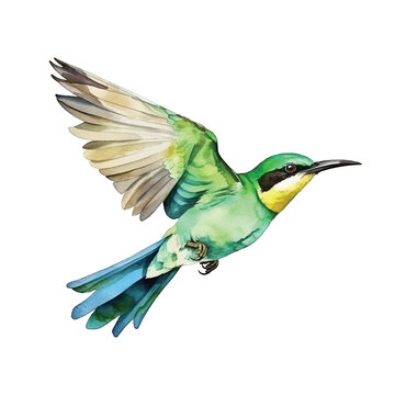 Green Bee-eater bird watercolor paint
