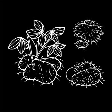 vector illustration of dioscorea hispida tuber as a fresh plantation product on black background and white sketch, can be used as banner, poster or template