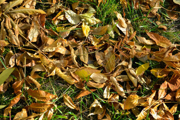 A lot of withered and wilted leaves lie on the lawn with green grass