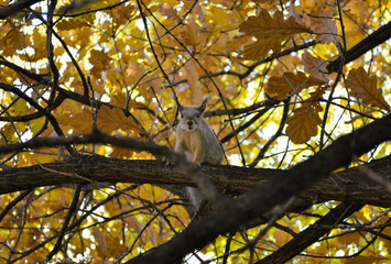 Squirrel sits on a branch of an autumn tree and looks directly into the camera