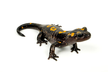 North African fire salamander // Nordafrikanischer Feuersalamander, Algerischer Feuersalamander  (Salamandra algira) - Morocco // Marokko 