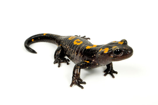 North African fire salamander // Nordafrikanischer Feuersalamander, Algerischer Feuersalamander  (Salamandra algira) - Morocco // Marokko 