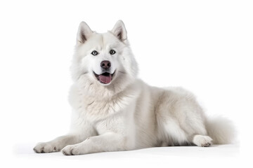 Fototapeta premium Portrait of handsome young dog isolated on white background , Created with Generative Ai Technology