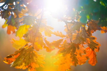 closeup red dry oak tree branch in light of sparkle sun