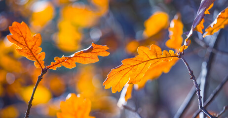 closeup red dry oak tree branch, autumn forest background