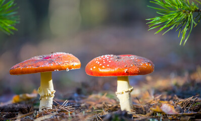 pair of red flyagaric mushroom in forest