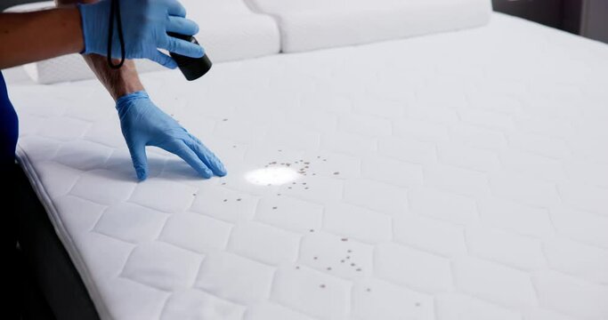 Bed Bug Infestation And Treatment Service