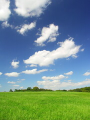 秋の水元公園の草原と林風景