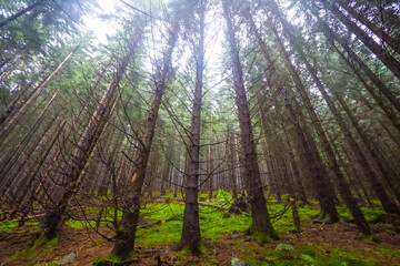 fir tree  forest glade in light of sparkle sun