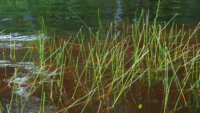 Marsh bog Eleocharis palustris is a species of herbaceous plants of the genus Bolotnitsa Eleocharis of the sedge family Cyperaceae. Numerous stems. Lososinnoye lake, Karelia. Bogging of a reservoir