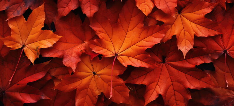 Deep red maple leaf abstract background. Autumn colors. WIde format. hand edited generative AI.