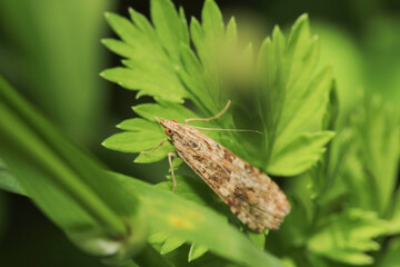rivula sericealis insect moth macro photo