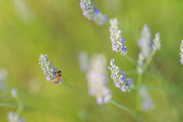 Campo di Lavanda 