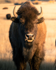 Bison