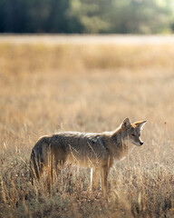 Coyote © Andrew