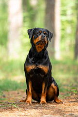 Female rottweiler sitting in the forest, blurry green nature background 