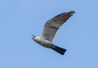 mississippi kite - ictinia mississippiensis flying and soaring in blue sky, looking forward with wings up great feather detail