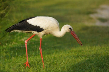 White european stork, Ciconia ciconia is feeding on a bug in the park