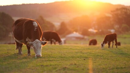 Close up of a red cow grazing on pasture in a field on a farm with the sun setting below - Powered by Adobe