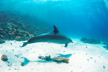 Dolphin swimming underwater in a Red Sea dive