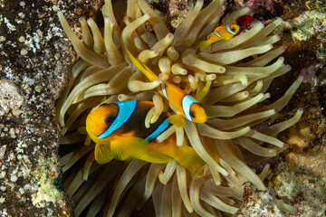 Anemone fish among anemones - clownfish