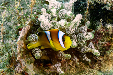 Anemone fish among anemones - clownfish - obrazy, fototapety, plakaty