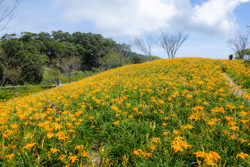 Orange daylily flower field in Taimali Kinchen Mountain in Taitung of Taiwan