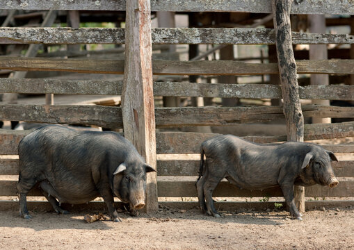 Pigs in bor kai village of thelahu tribe, Thailand
