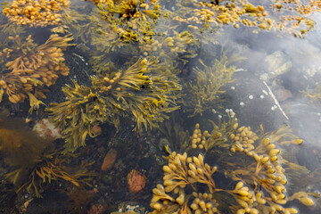 Northern seascape. Tersky coast of the White Sea. Murmansk region, Russia. The White Sea coast in Karelia in summer. Low tide. Seaweed.