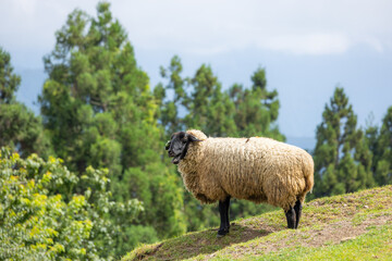 Obraz premium Sheep over the green lawn in Cingjing farm in Nantou of Taiwan