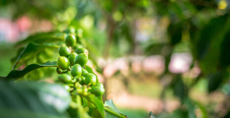 Close-up the fresh organic green raw coffee berries and unripe coffee cherry beans on a tree plantation