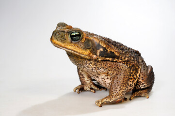 Cururu Toad, Rococo Toad // Rokokokröte (Rhinella diptycha / Rhinella schneideri)