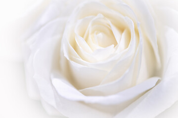 Close up of white rose background