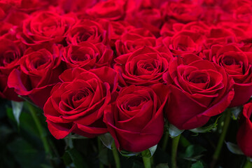 Red roses natural floral background close up