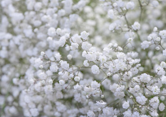 Bouquet of small white flowers. White gypsophila close-up.