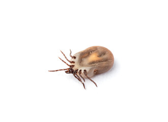 Macro of bloodsucker disease carrier tick isolated on white
