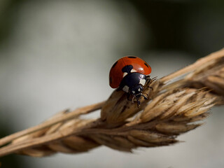 ladybug