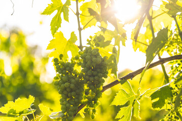 Obraz premium Bunch of grapes illuminated by the sun
