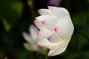 桃のような蓮の花