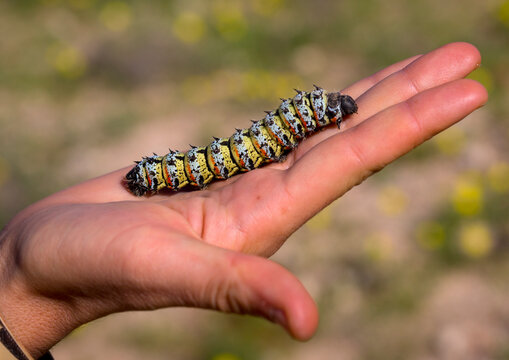 Mopane Worm Emperor Moth