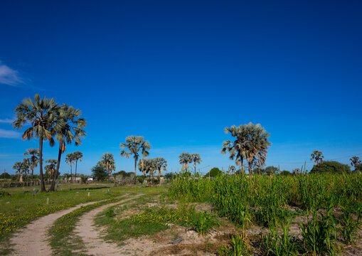 Ongula Lansdcape, Namibia