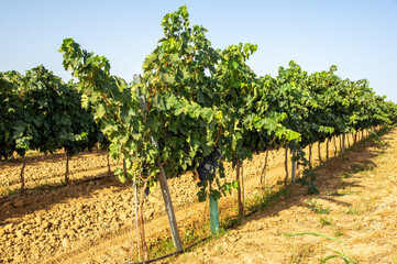 Fototapeta na wymiar Viñedo en espalderas cargado de uvas rojas en proceso de maduración, bajo un cielo azul.